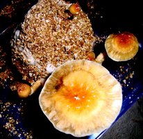 DSC07750.JPG