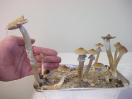 DSCF1141.JPG
