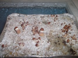 DSCF1139.JPG