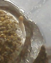 IMG0197A.jpg