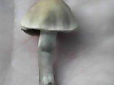 IMG0003A - Cópia.jpg