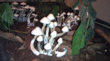 DSC_1273.jpg