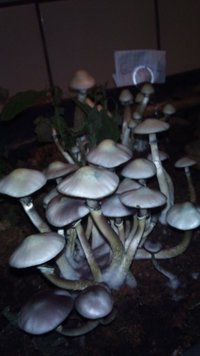 DSC_1277.jpg