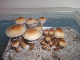 DSCF1147.JPG