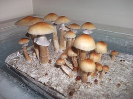 DSCF1150.JPG