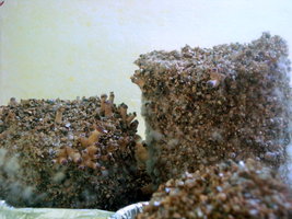 DSC07787.JPG