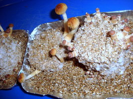DSC07801.JPG