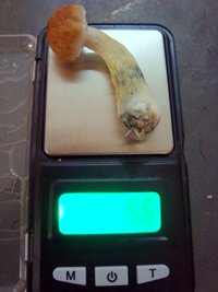 DSC07804.JPG