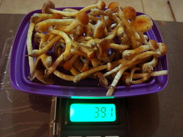 DSC07815.JPG