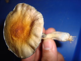 DSC07834.JPG