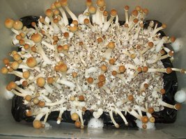 B-plus-kartyac-Mycotopia-100_2157.jpg