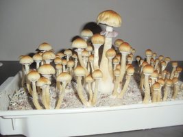 DSC01313.JPG