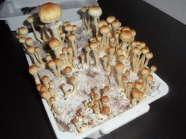 DSC01314.JPG