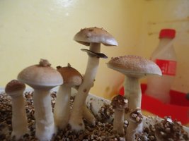 DSC02075.JPG