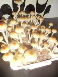 DSC01485.JPG