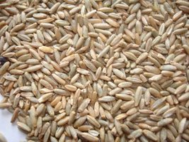 Organic _rye.jpg