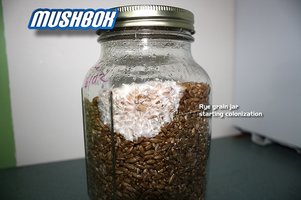Rye_Grain-800X600-started-jar.jpg