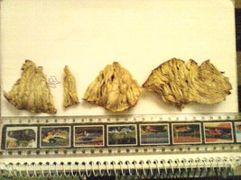 img00137m.jpg