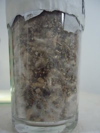 DSC02215.JPG
