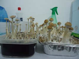 DSC02271.JPG