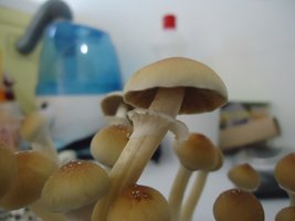 DSC02280.JPG