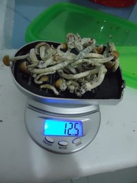 DSC02307.JPG