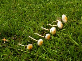 100_2362.JPG