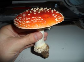 SAM_2766.JPG