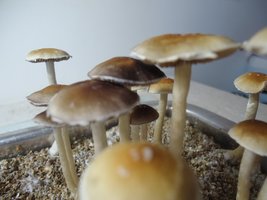 DSC02465.JPG