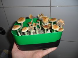 SAM_2809.JPG
