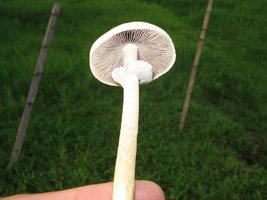 cogus (2).jpg