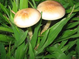 cogus (4).jpg