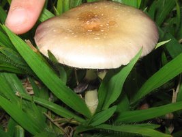 cogus (6).jpg