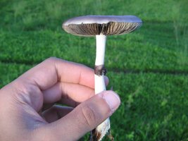 cogus (7).jpg