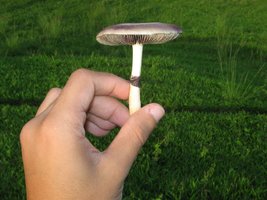 cogus (8).jpg