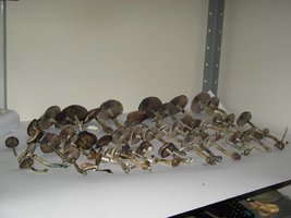 exposicao (1).jpg