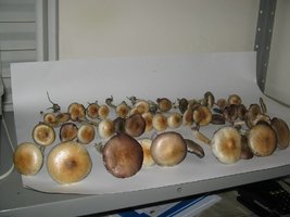 exposicao (2).jpg