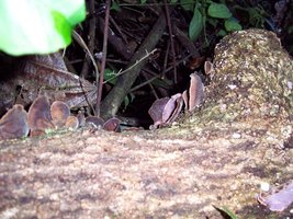 Brotas_14_12_06 041.jpg