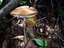 Brotas_14_12_06 044.jpg