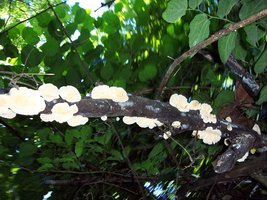 Brotas_14_12_06 046.jpg
