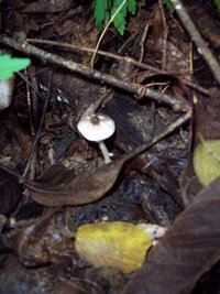 Brotas_14_12_06 059.jpg