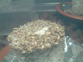 DSCF1404.JPG