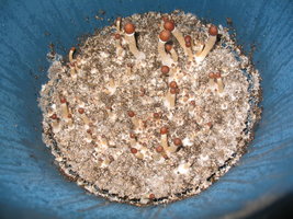 00001_800x600.jpg