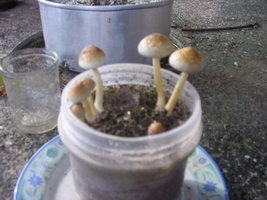 Verusca 001.jpg