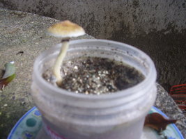 Verusca 036.jpg