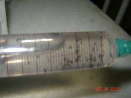 Seringa_2_1024.JPG