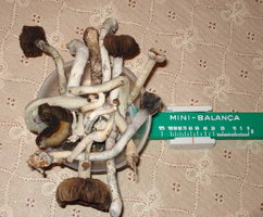 colheita maldita 1.jpg