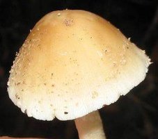 1 branquinho (3).jpg