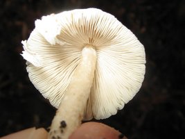 1 branquinho (4).jpg