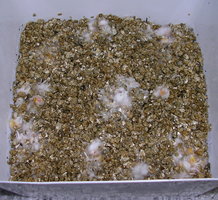 DSCN1271.JPG